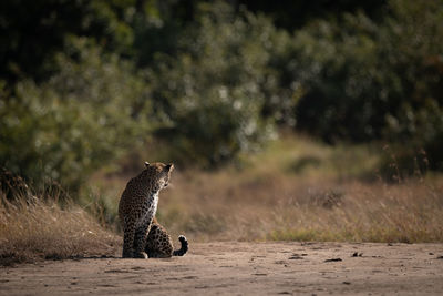 Leopard sitting on sandy ground looking back