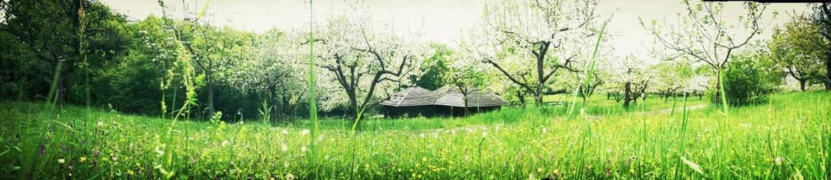 Trees on grassy field