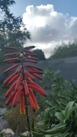 Close-up of red flowers