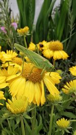 Close-up of butterfly pollinating on yellow flower