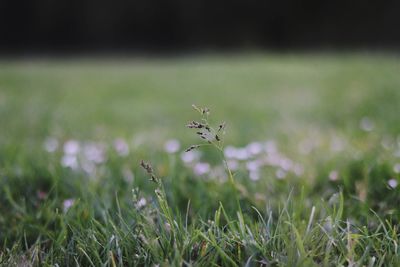 Close-up of insect on grass in field