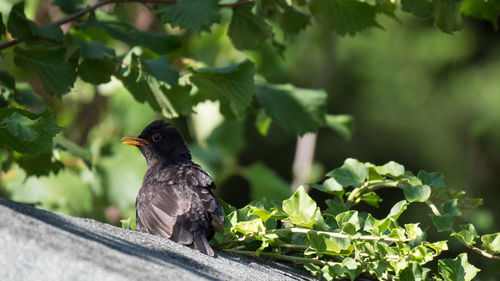 Close-up of bird perching on plant