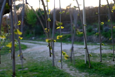 plant