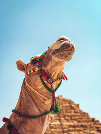 Low angle view of a horse against the sky