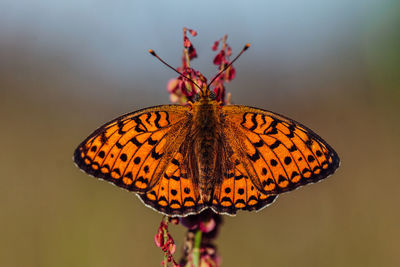 Close-up of butterfly pollinating flower