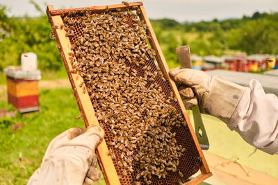 Close-up of bee on hand