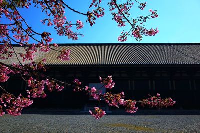 Pink cherry blossom tree against sky