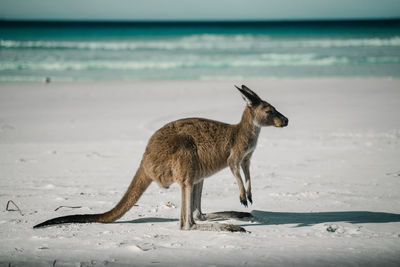 Giraffe on beach