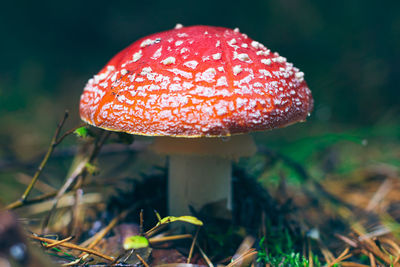 fungus