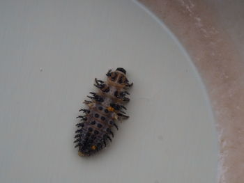 High angle view of insect on leaf