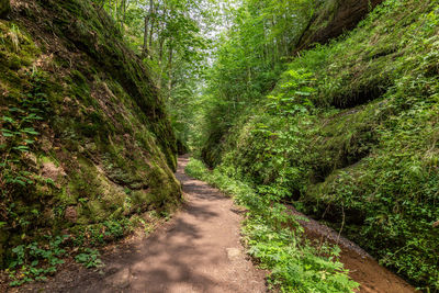 Hiking trail and stream in the drachenschlucht, dragon gorge near eisenach, thuringia