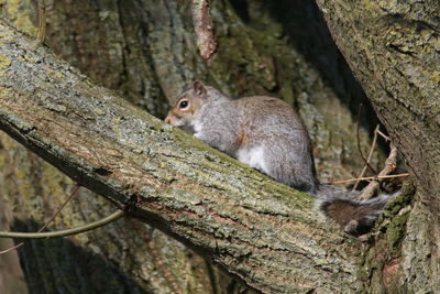 Squirrel on tree trunk