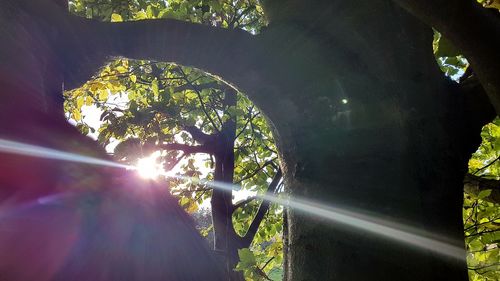 Trees against sunlight