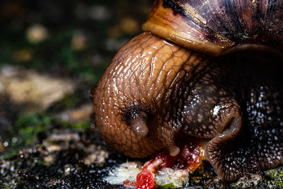 Close-up of snail