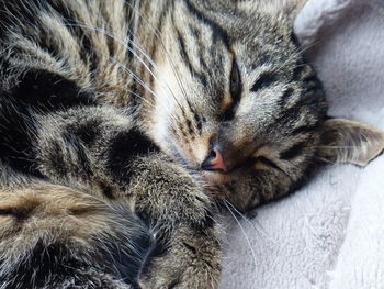 Close-up of a sleeping cat