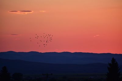 Silhouette birds flying in sky during sunset