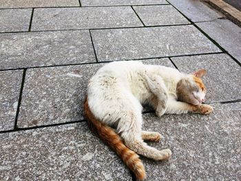 Cat lying on street