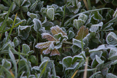 Close-up of frozen leaves