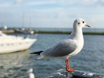 Seagull perching on a beach