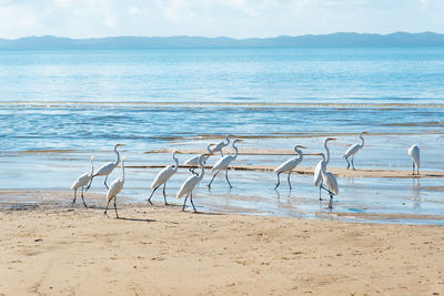 Several white herons on the edge of a beach. sea bird looking for food.