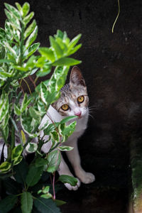 Portrait of a cat