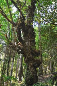 Low angle view of trees in forest