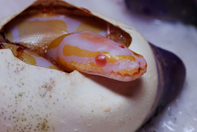 Close-up of fish in glass