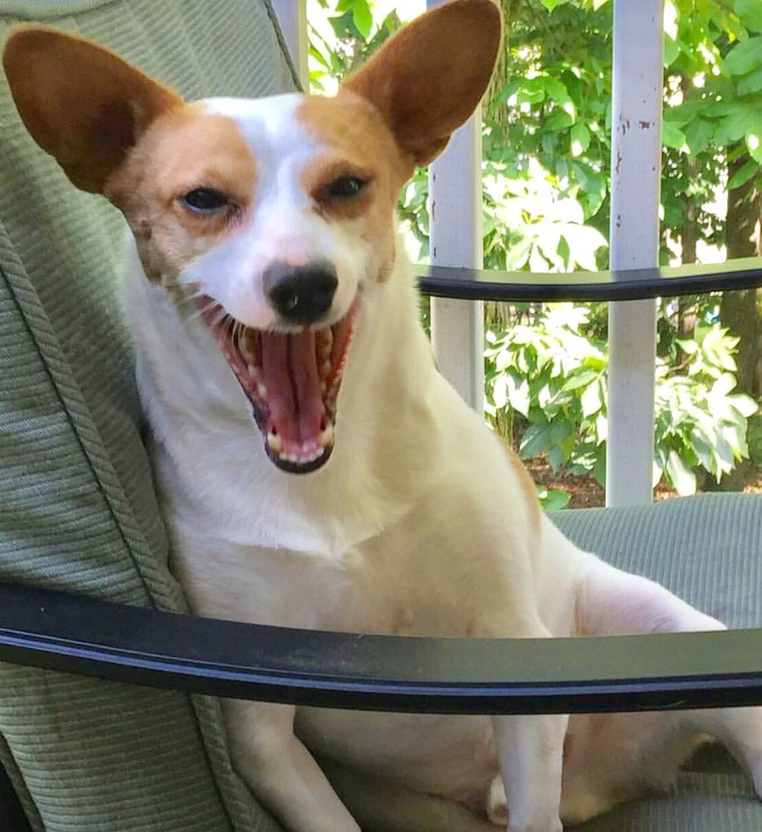 CLOSE-UP PORTRAIT OF DOG SITTING