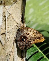 Close-up of butterfly on tree trunk