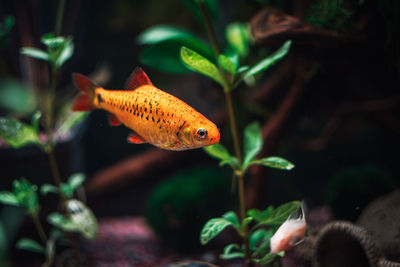 Close-up of fish swimming in aquarium