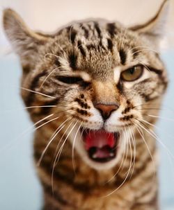 Close-up portrait of a cat yawning