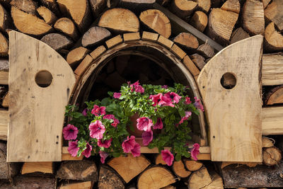 Close-up of pink flowering plants