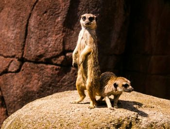 Meerkats on rock at zoo