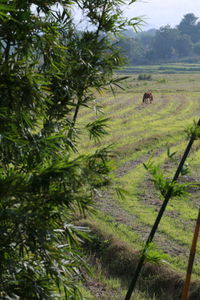 View of sheep on field