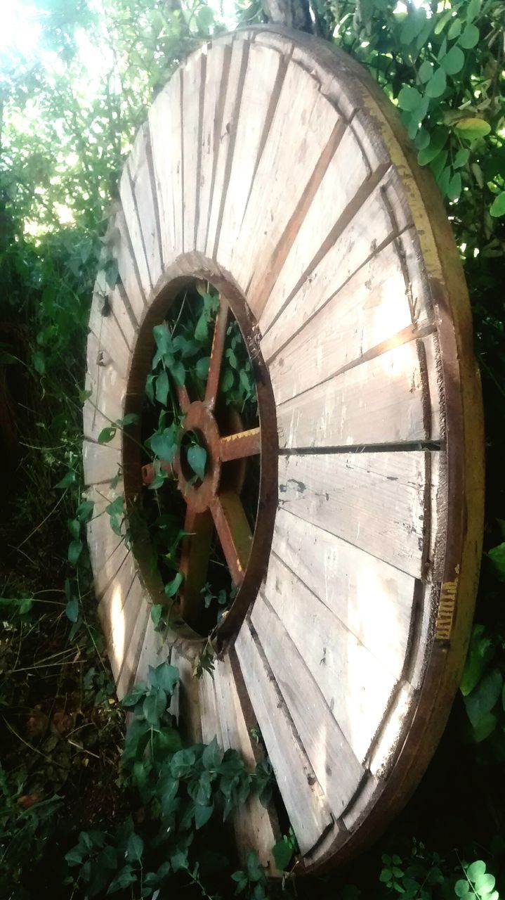 circle, tree, geometric shape, wheel, fish-eye lens, round, built structure, low angle view, growth, day, shape, no people, architecture, park - man made space, ferris wheel, green color, outdoors, plant, time, circular