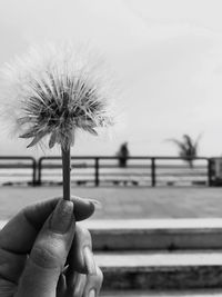 Close-up of hand holding dandelion against white background