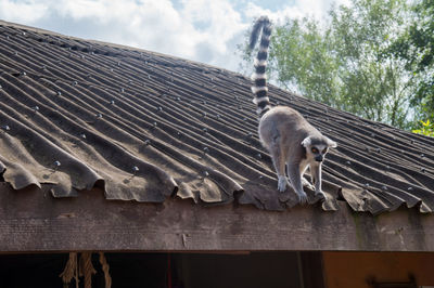 Low angle view of an animal on roof