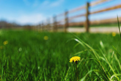 Close-up of yellow flowering plant on field