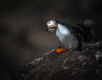 Close-up of bird perching on rock