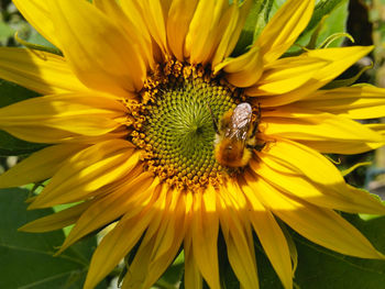 Close-up of honey bee on sunflower