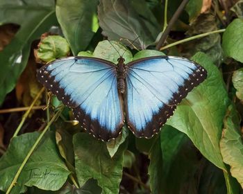 Close-up of butterfly on leaves