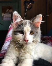 Close-up portrait of cat relaxing at home