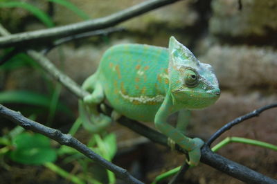 Close-up of a lizard on tree