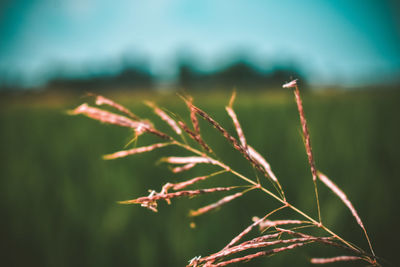 Close-up of plant growing on field against sky