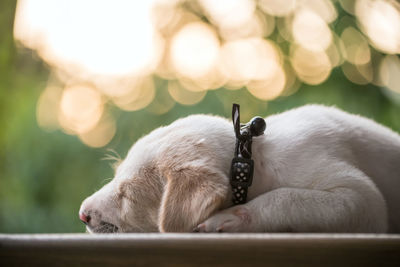 Close-up of a dog with cat