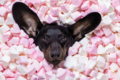 High angle view of dog lying down