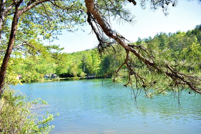 Scenic view of lake in forest against sky