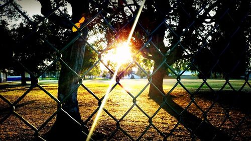 Sun shining through trees in park