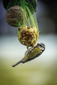 Close-up of bird perching on leaf