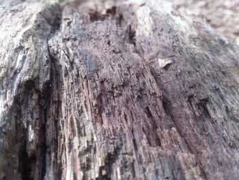 Full frame shot of tree trunk